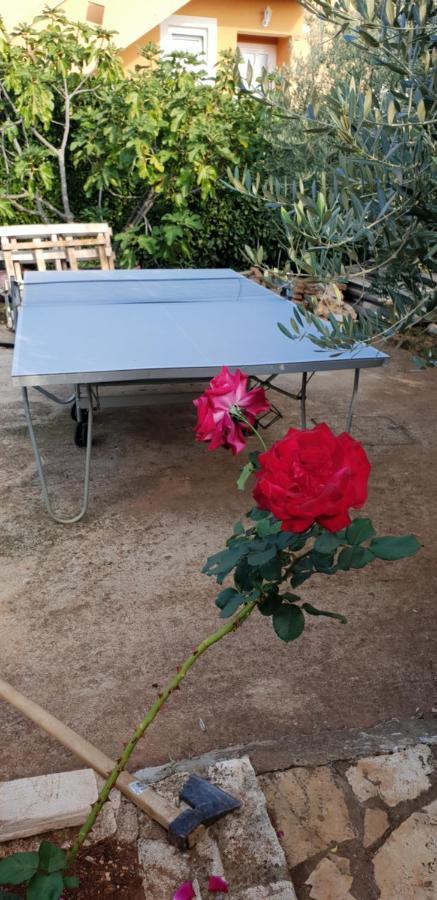 Apartmani Citrus Novigrad Filipac 外观 照片